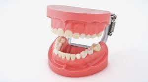 STUDY TOOTH MODELS