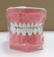 TOOTH MODEL