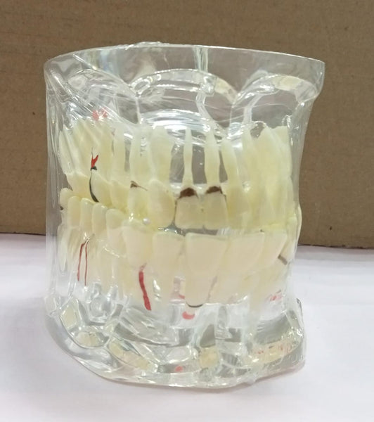 TOOTH MODEL