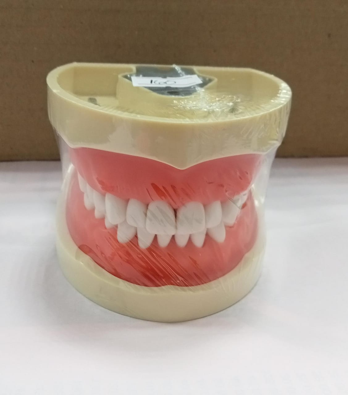TOOTH MODEL